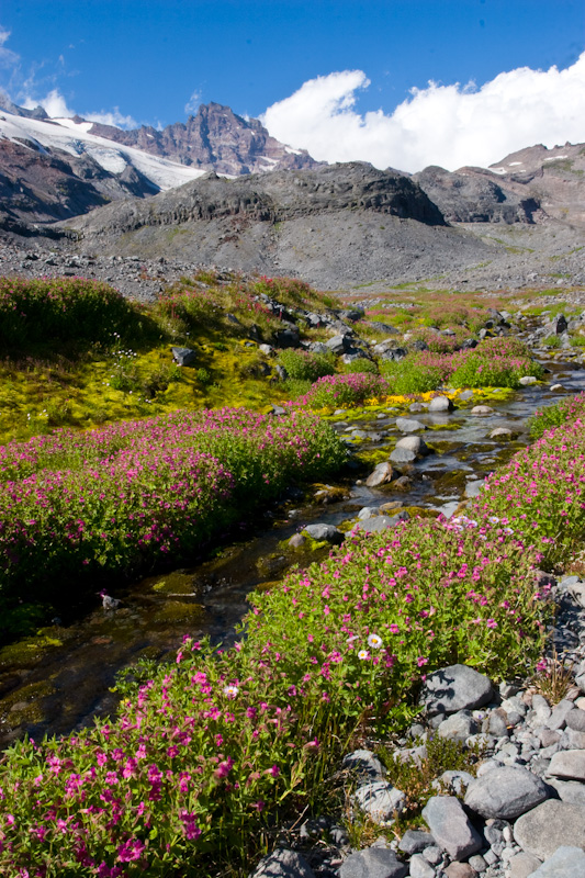 Little Tahoma Above Wildflower Lined Stream